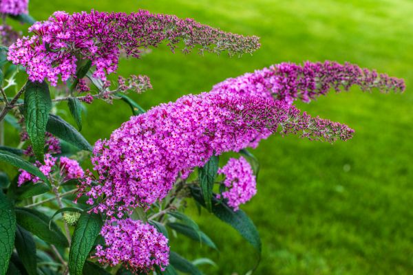 Butterfly Bush Removal in Mill Valley