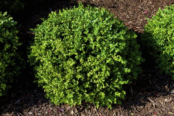 Boxwood Removal in Mill Valley