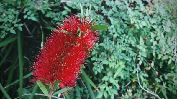 Bottlebrush Pruning in Mill Valley